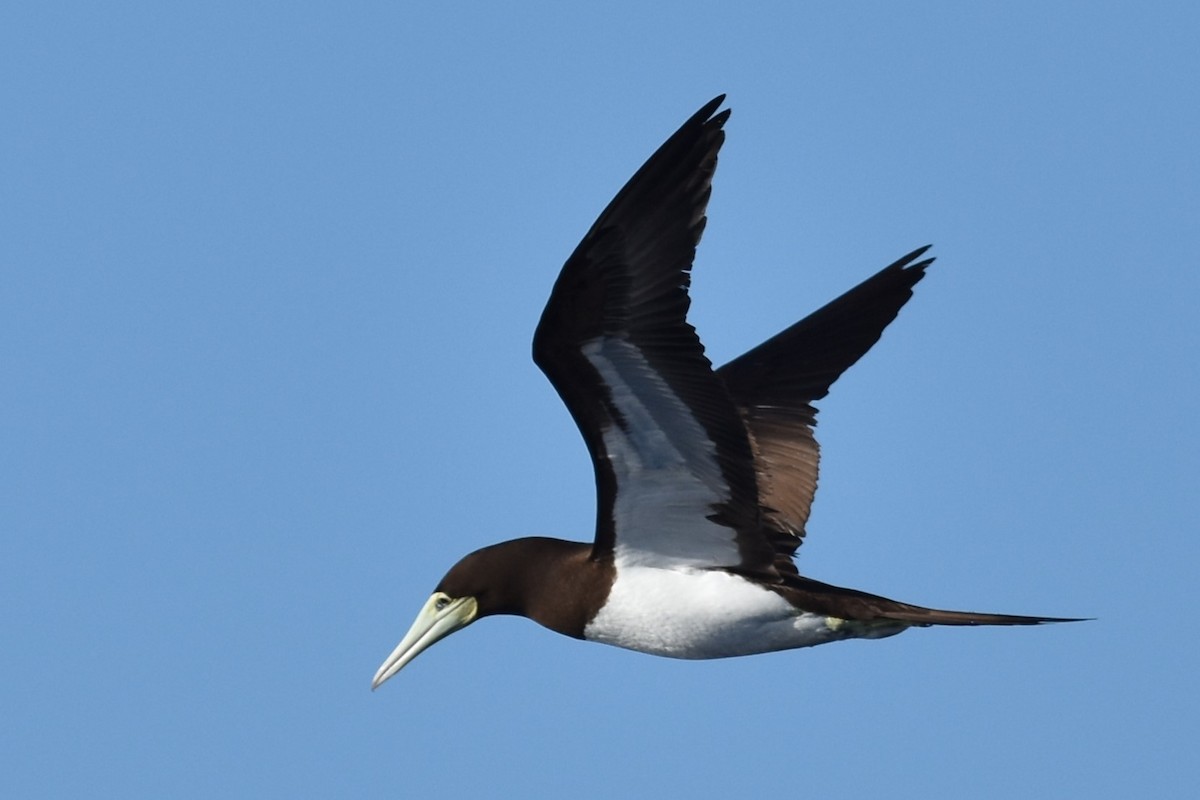 Brown Booby - Kazuho Anjiki