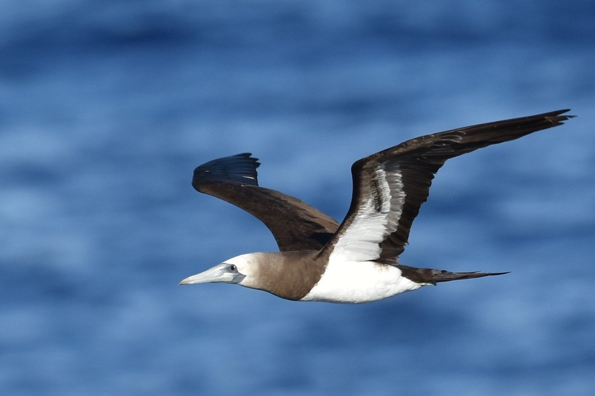 Brown Booby (Brewster's) - ML611967342