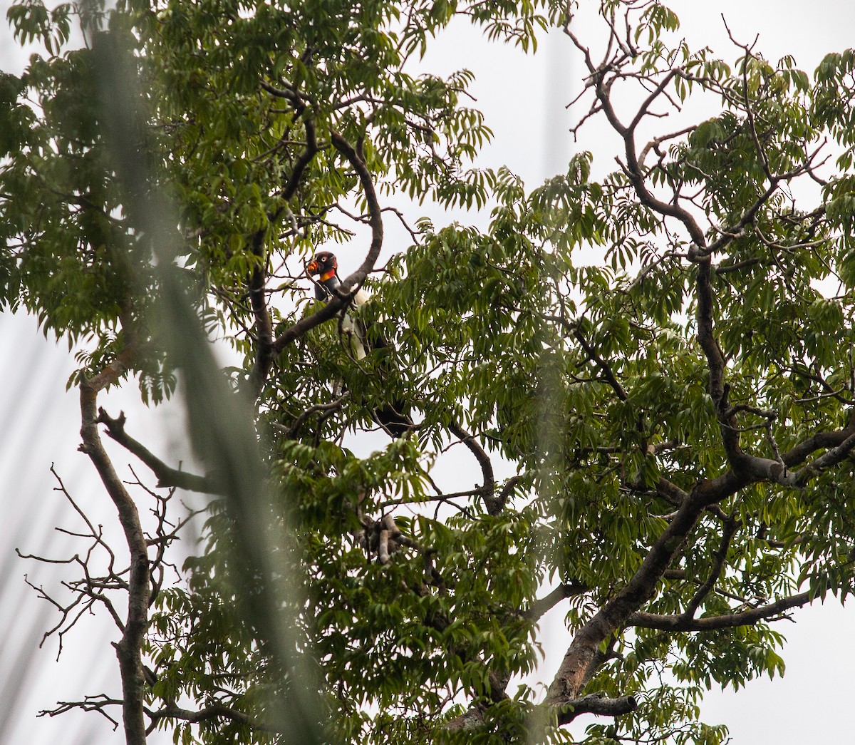 King Vulture - ML611967349