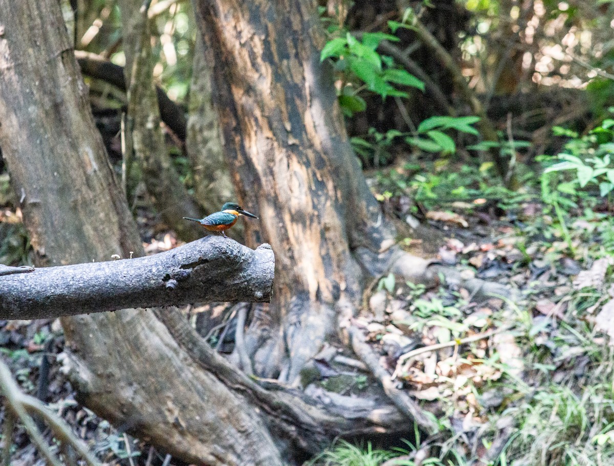 Green-and-rufous Kingfisher - ML611967354