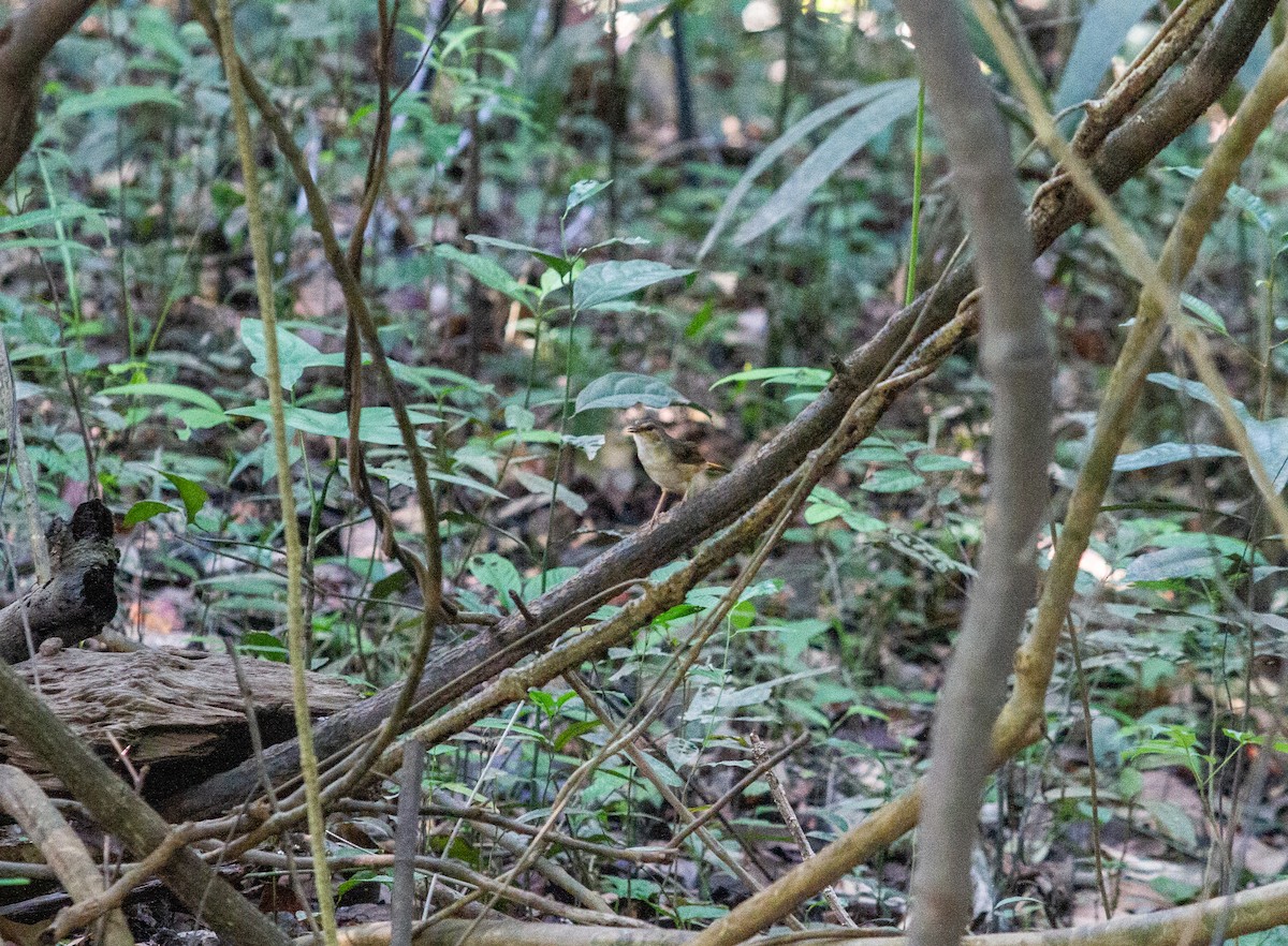Buff-rumped Warbler - ML611967358