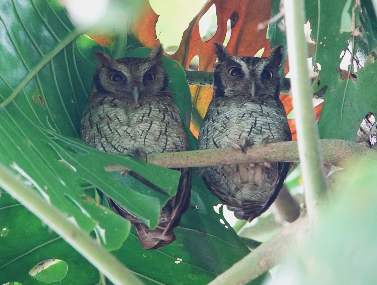 Tropical Screech-Owl - ML611967403