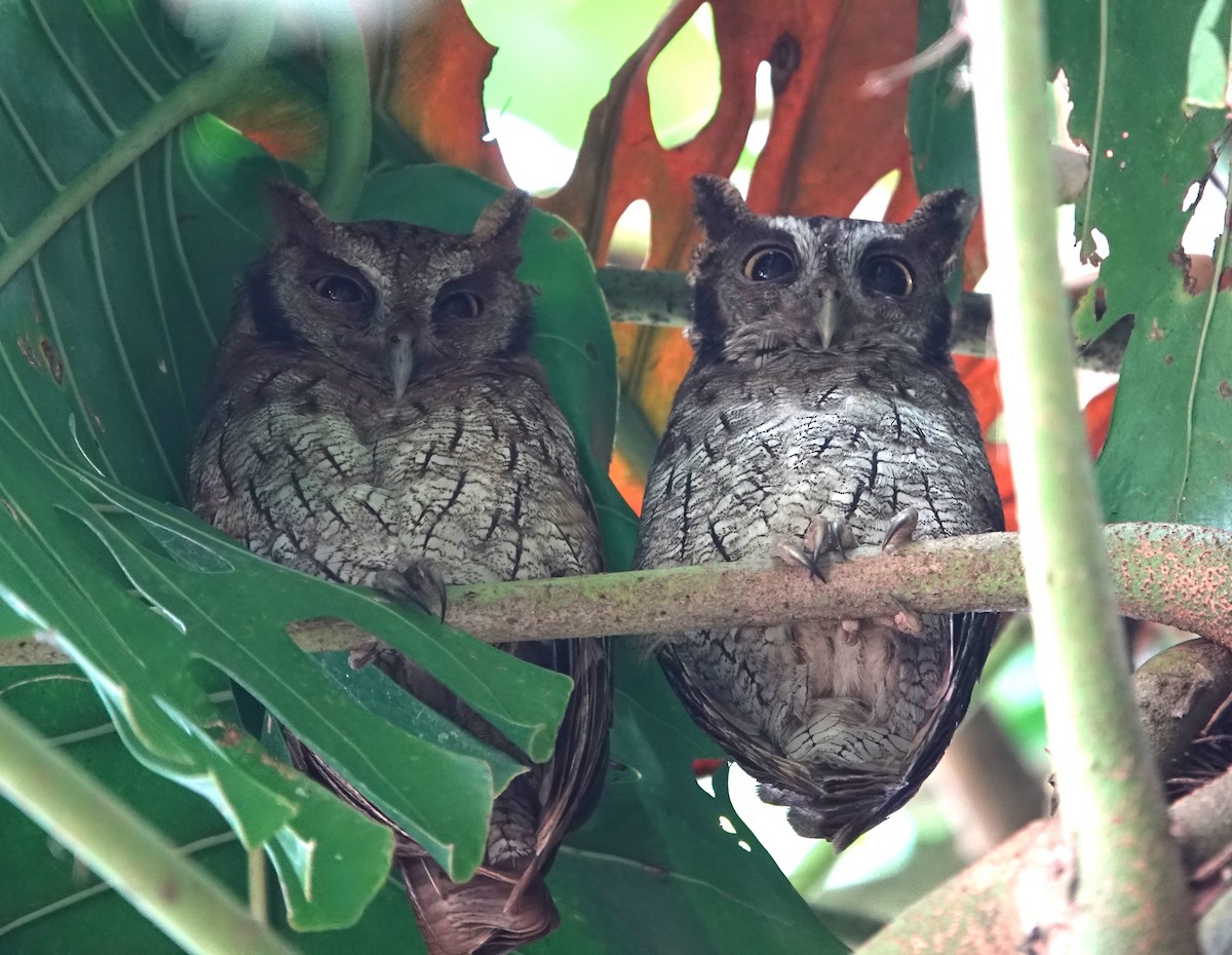 Tropical Screech-Owl - ML611967406