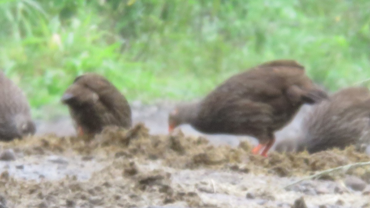 Francolin écaillé - ML611967408