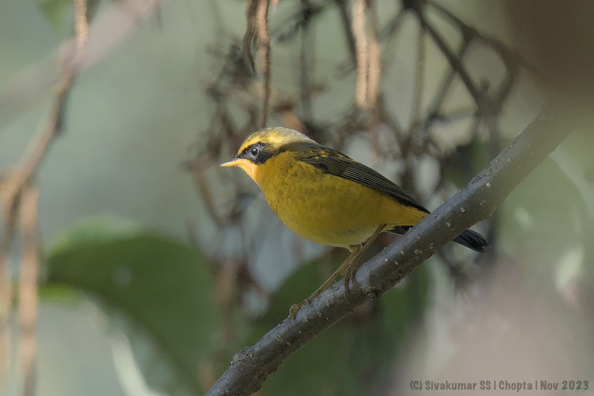 Golden Bush-Robin - ML611967459