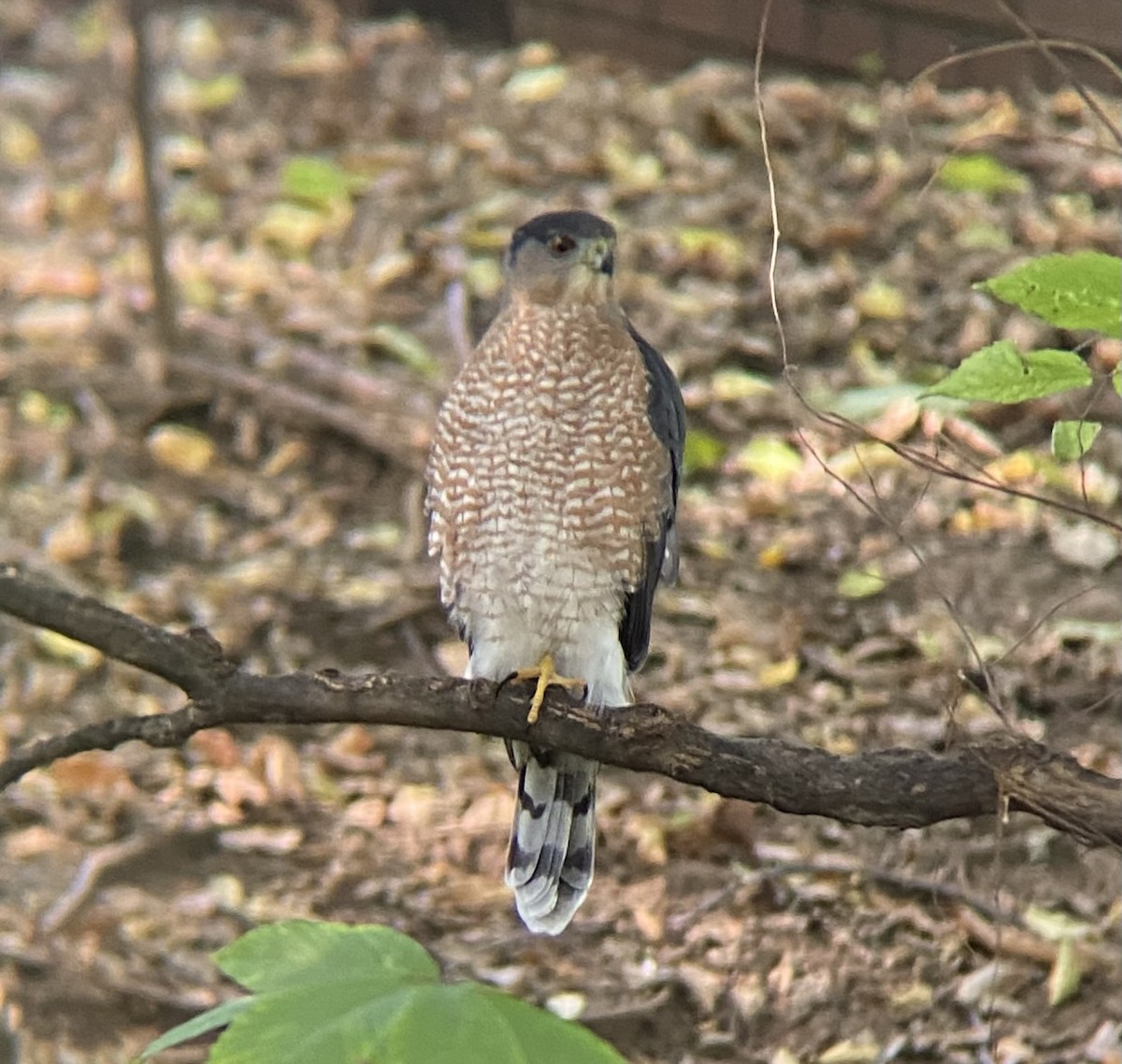 Cooper's Hawk - ML611967480