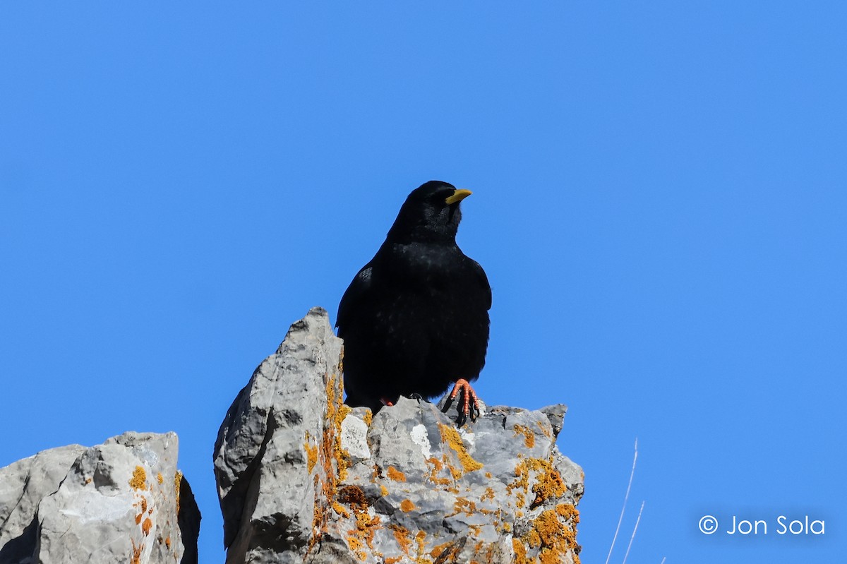 Yellow-billed Chough - ML611967510