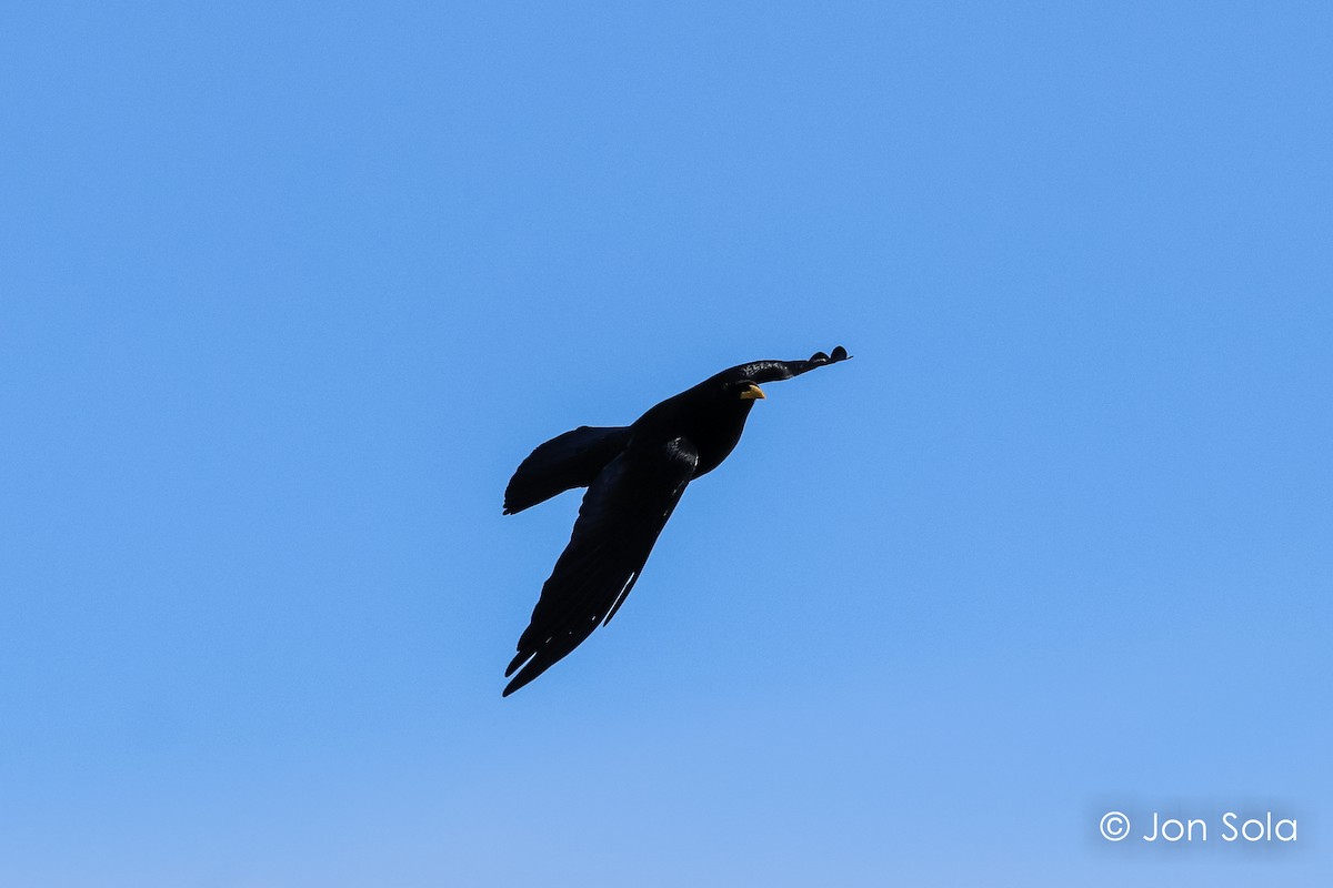 Yellow-billed Chough - ML611967511