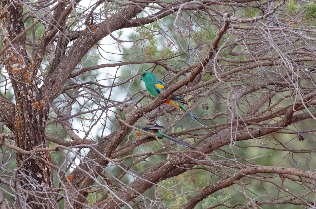 Mulga Parrot - ML611967585