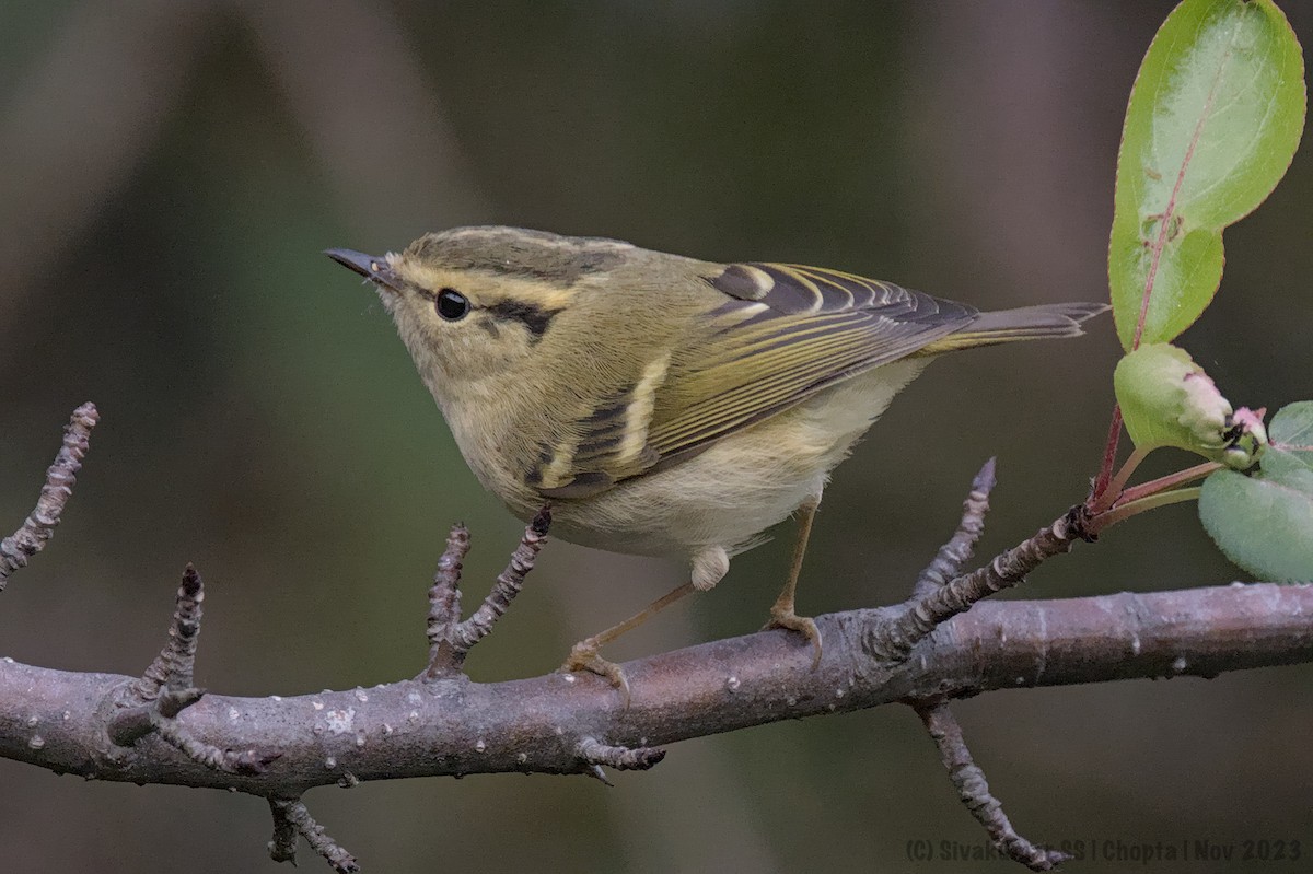 Mosquitero Dorsiclaro - ML611967593