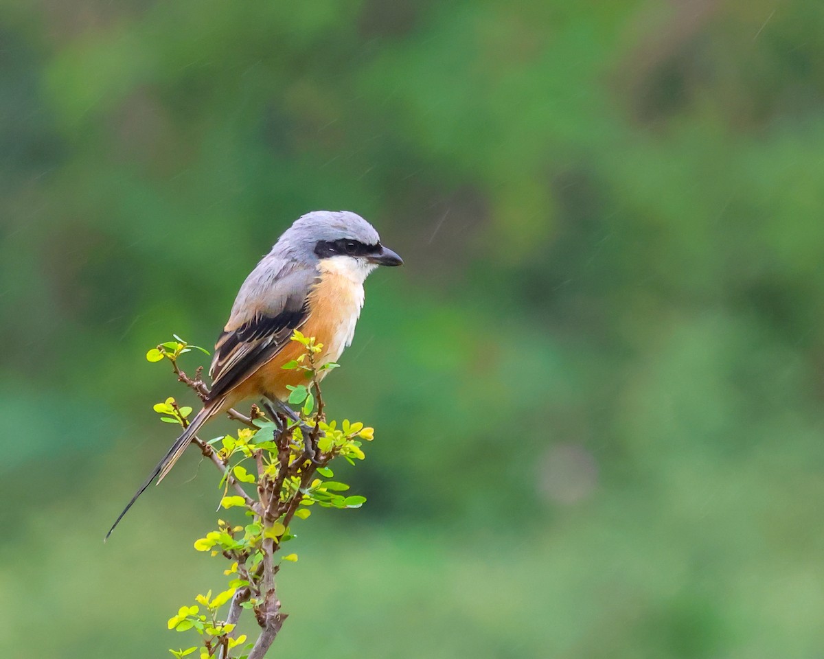 Long-tailed Shrike - ML611967674