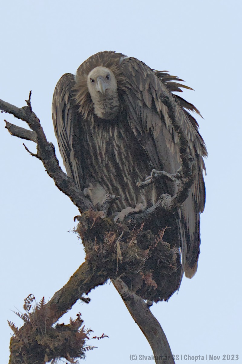 Himalayan Griffon - ML611967679