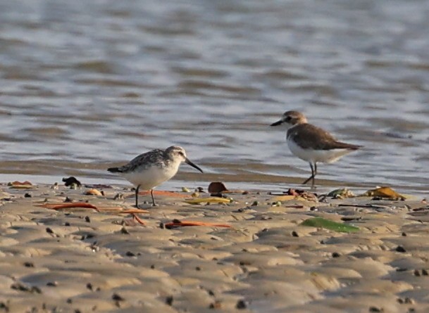 Broad-billed Sandpiper - ML611967753