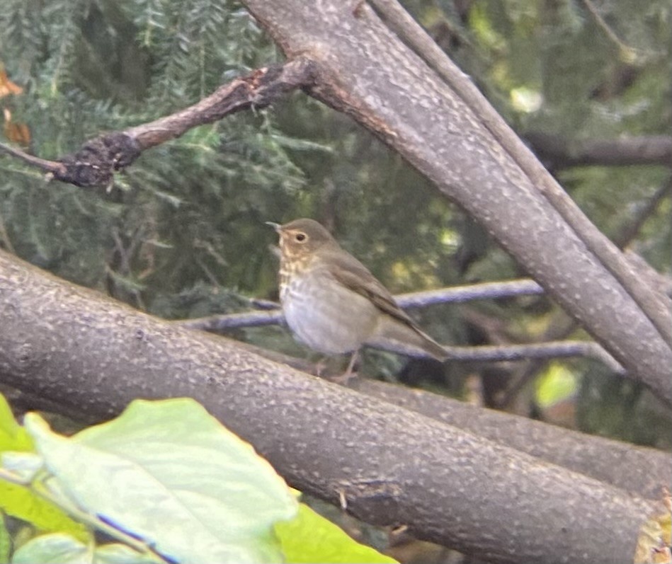 Swainson's Thrush - ML611967852