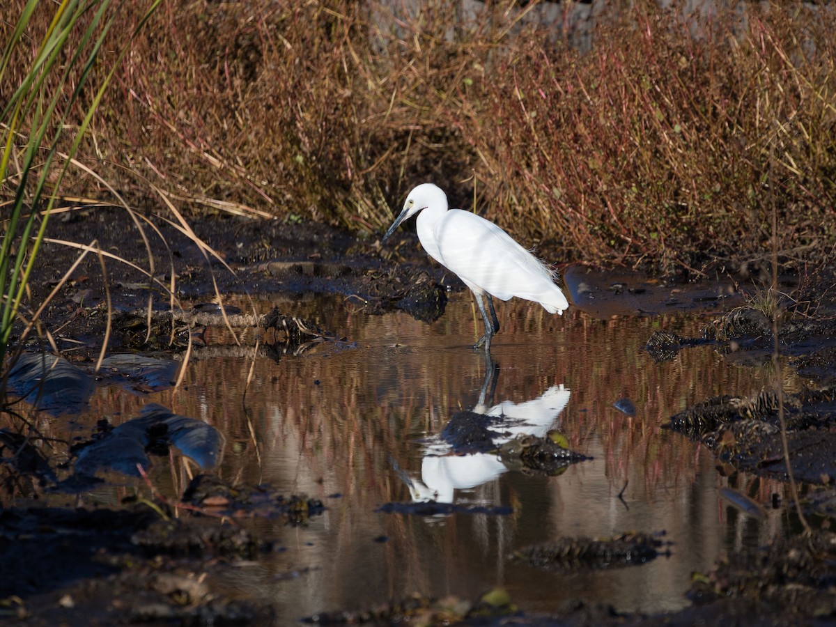 Little Egret - ML611967927