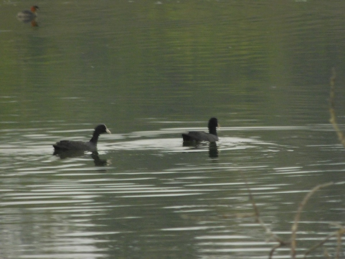 Eurasian Coot - ML611968018