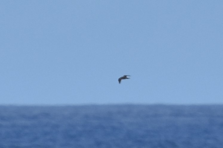 Long-tailed/Parasitic Jaeger - ML611968029