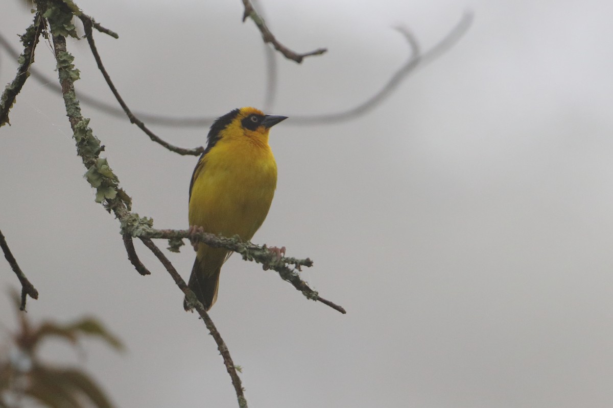 Baglafecht Weaver (Reichenow's) - Ohad Sherer