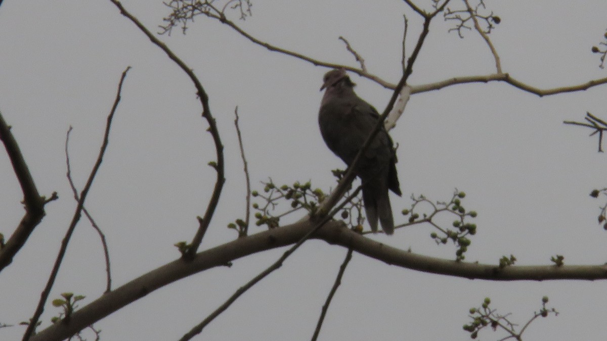 Mourning Collared-Dove - ML611968047
