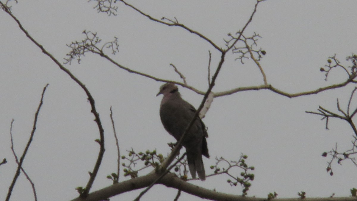 Mourning Collared-Dove - ML611968048