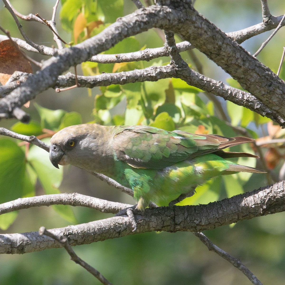 Brown-headed Parrot - ML611968082
