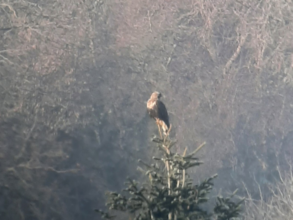 Rough-legged Hawk - ML611968101