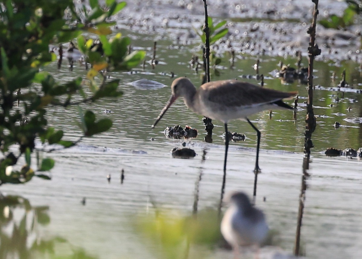 Black-tailed Godwit - ML611968115