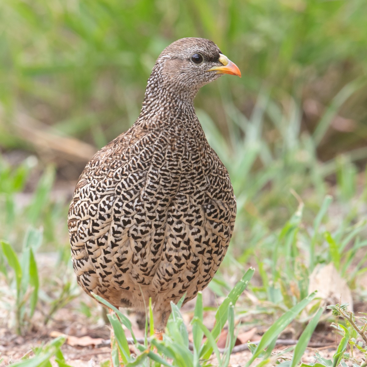 Natal Spurfowl - ML611968118
