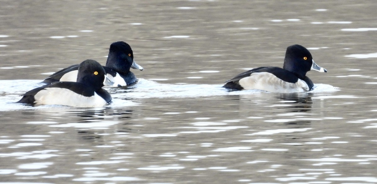 Ring-necked Duck - ML611968137