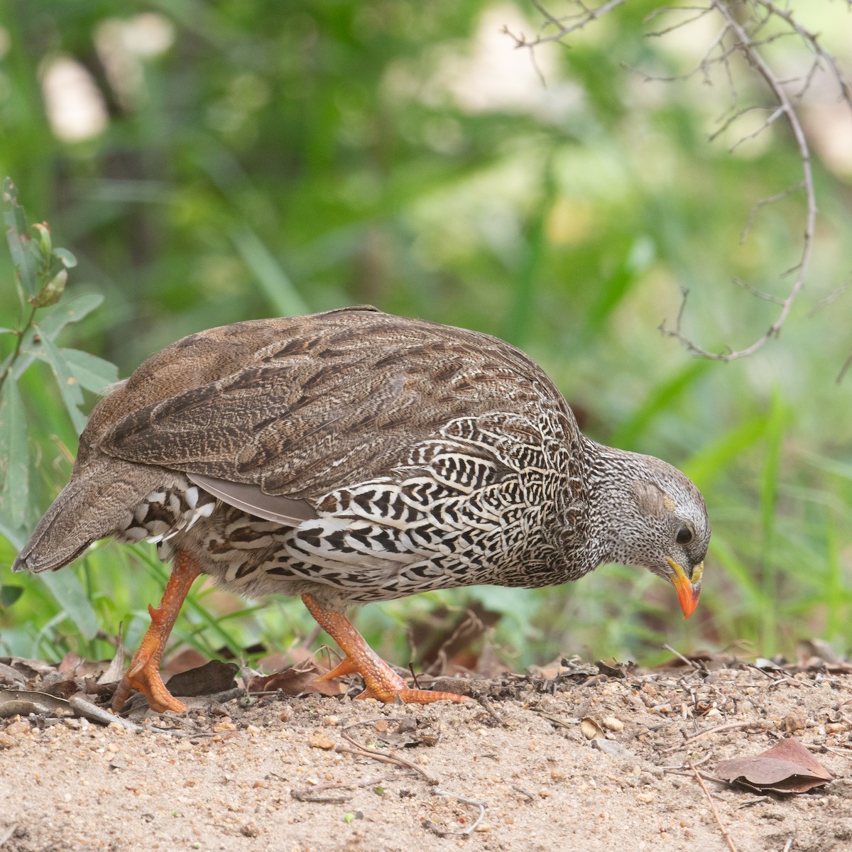 Natal Spurfowl - ML611968138