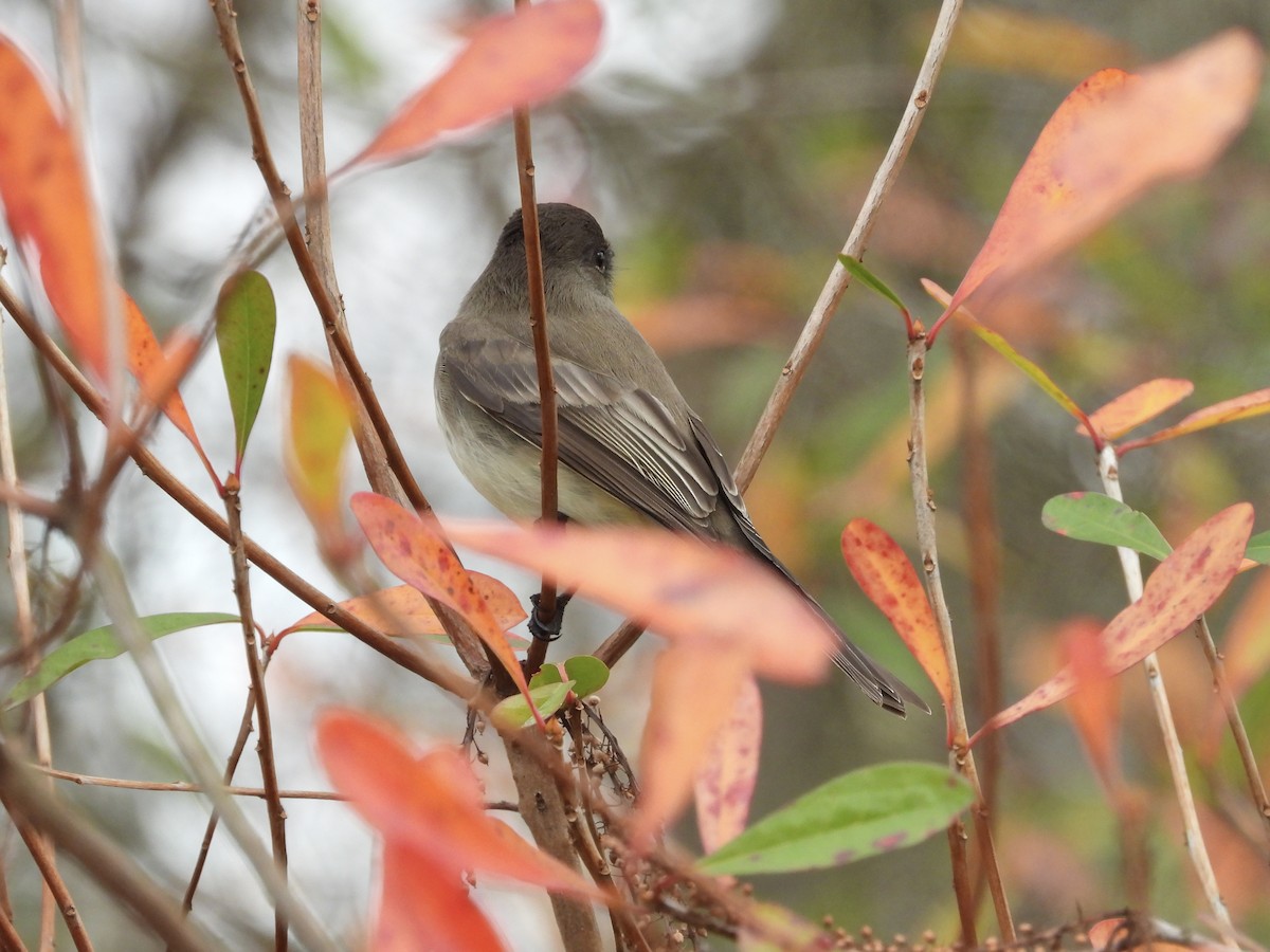 Eastern Phoebe - ML611968145