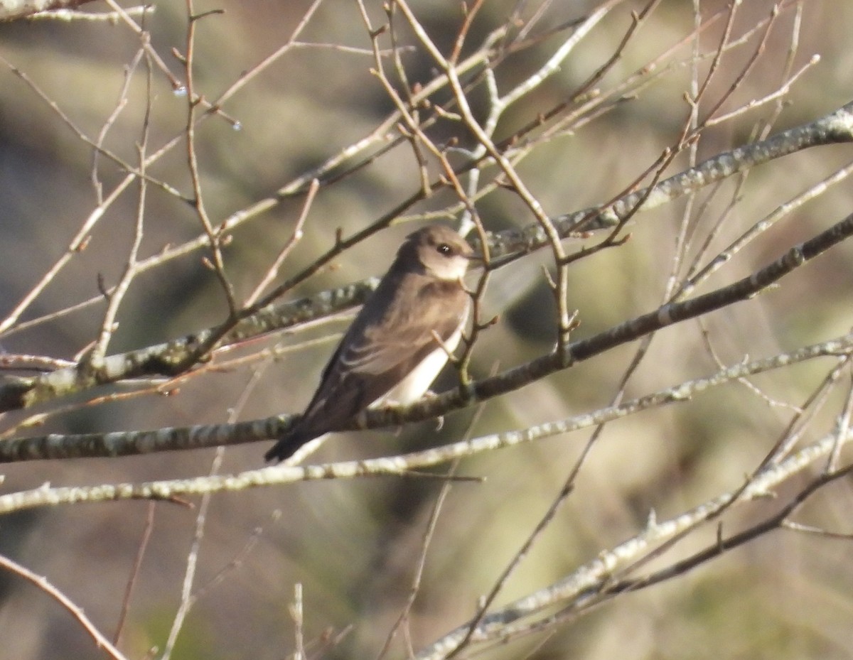 Northern Rough-winged Swallow - ML611968150