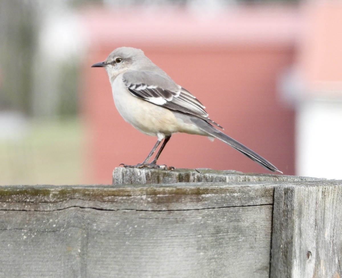 Northern Mockingbird - ML611968158