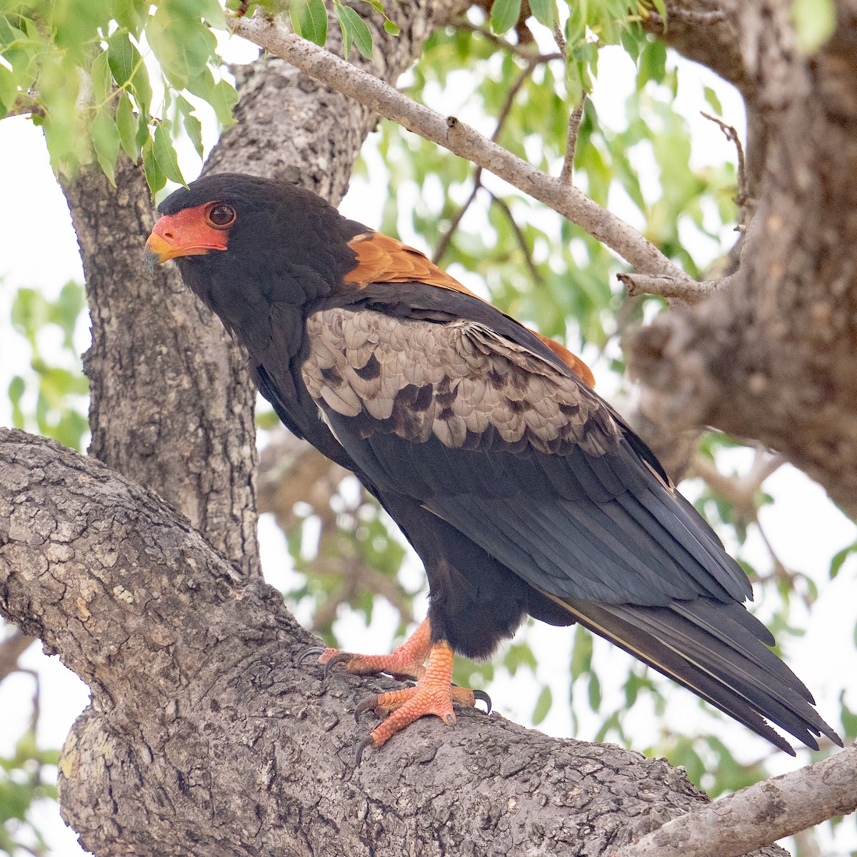 Bateleur - ML611968215