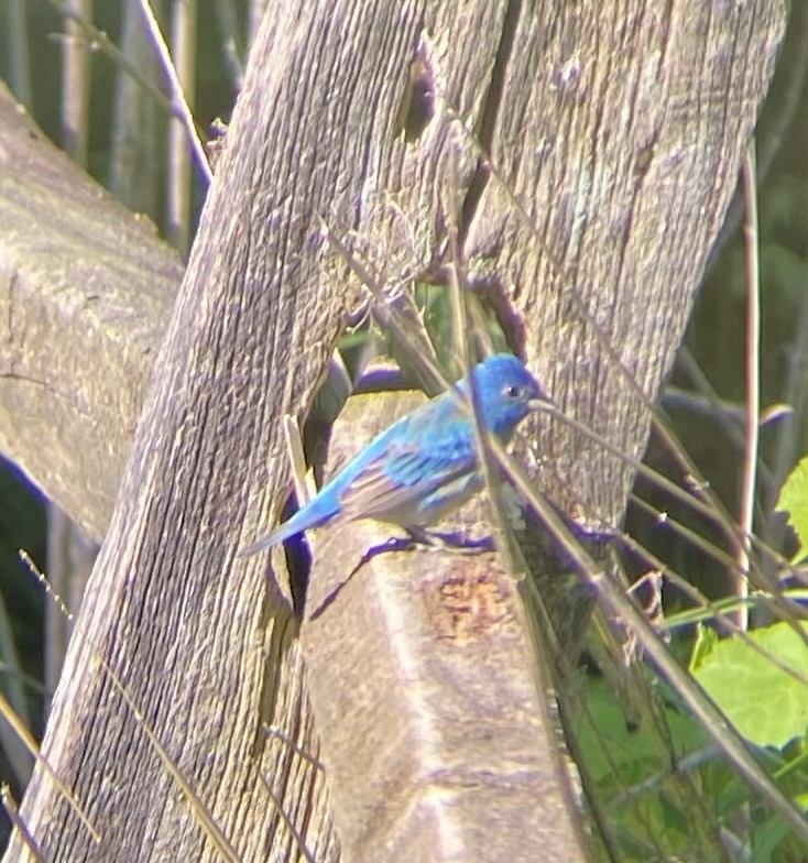 Indigo Bunting - ML611968243