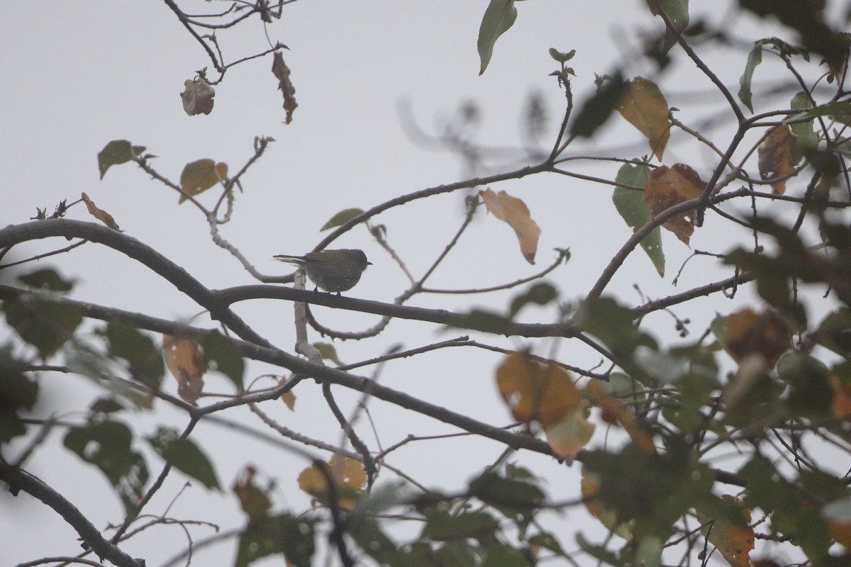 Green-backed Honeyguide - Ohad Sherer