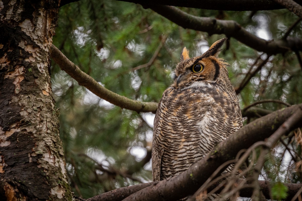 Great Horned Owl - Russ Smith