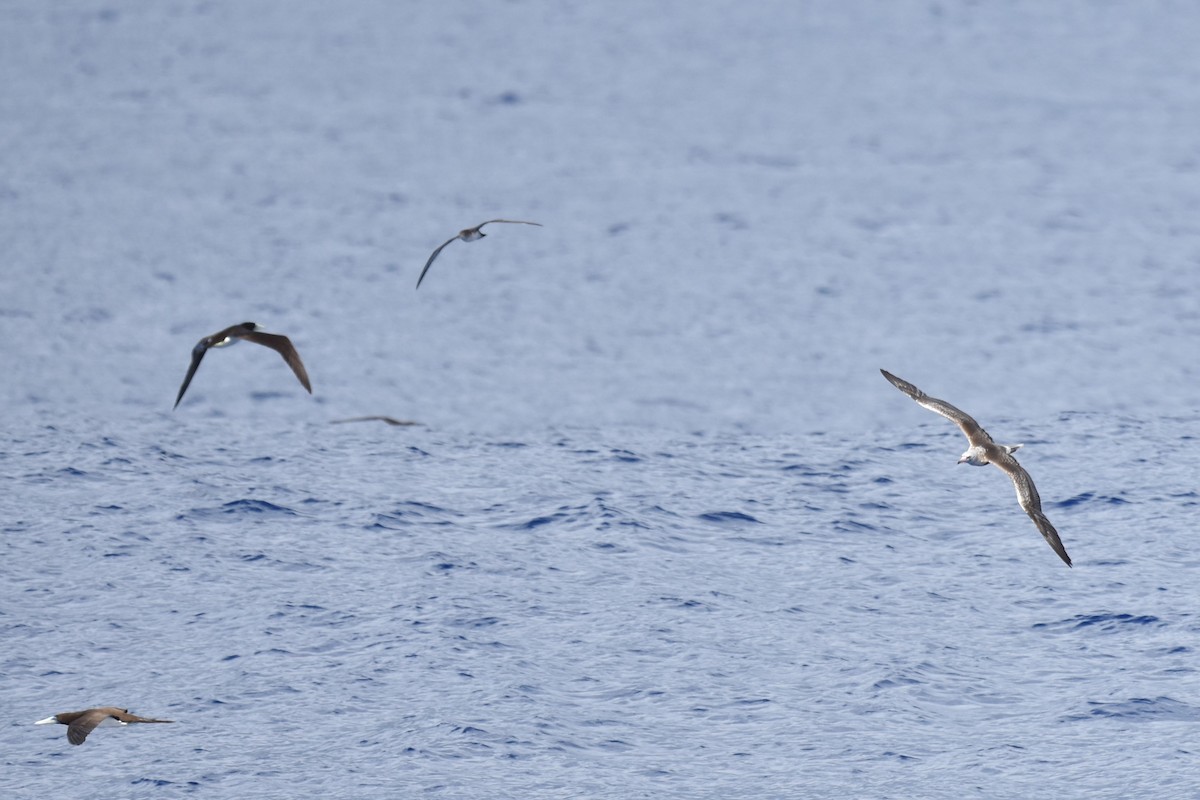 Wedge-tailed Shearwater - ML611968294