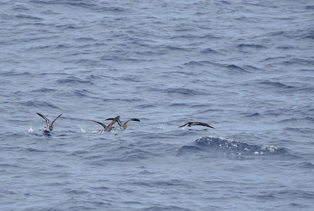 Wedge-tailed Shearwater - ML611968296