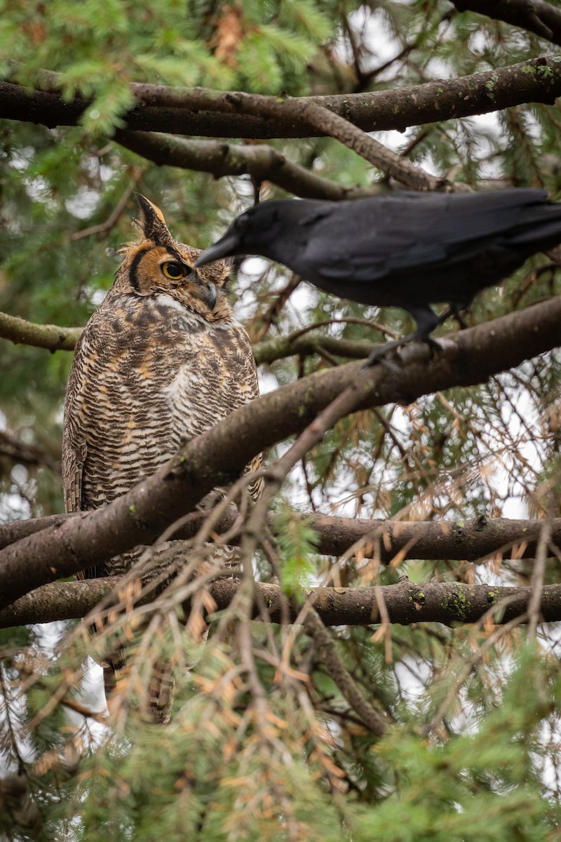 Great Horned Owl - ML611968300