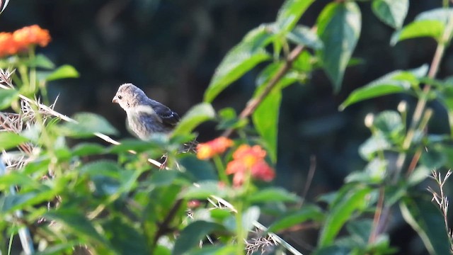 Yellow-throated Sparrow - ML611968320