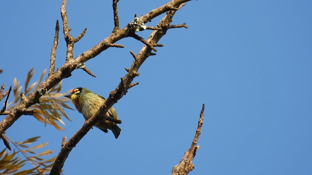 Al Göğüslü Barbet - ML611968350