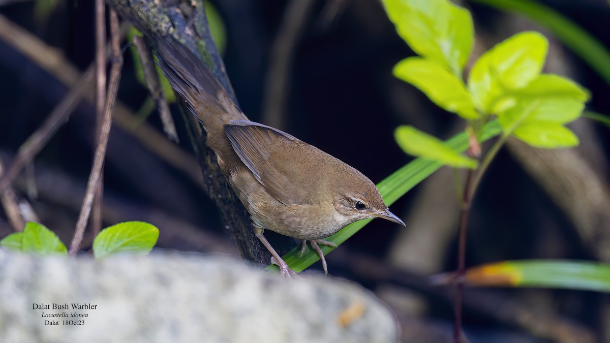 Dalat Bush Warbler - ML611968369