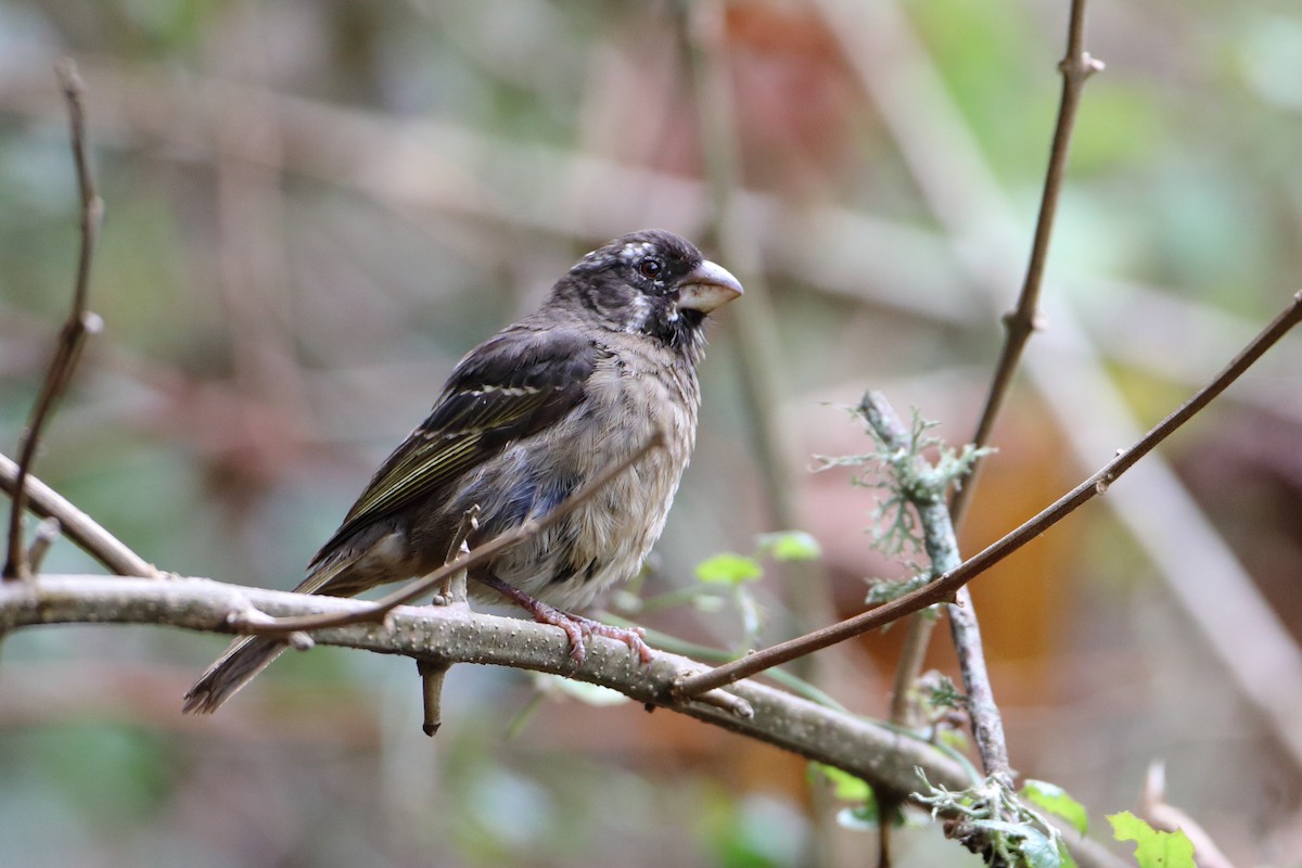 Thick-billed Seedeater - ML611968376