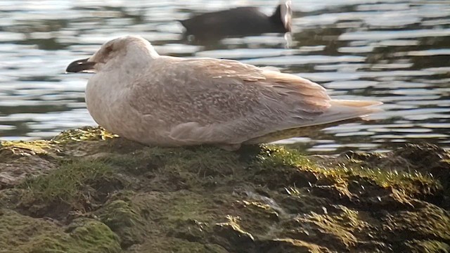 Glaucous-winged Gull - ML611968434