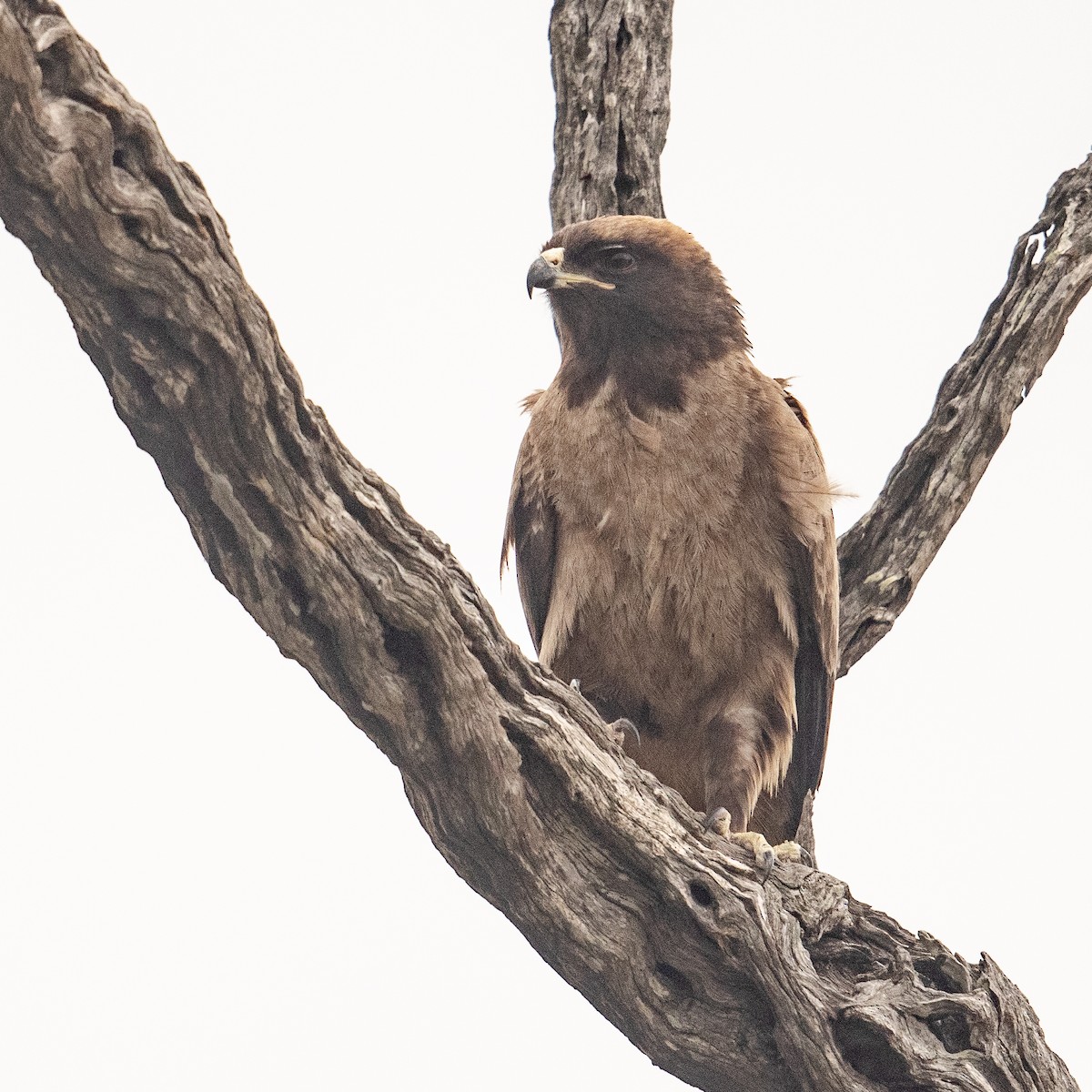 Tawny Eagle - ML611968440
