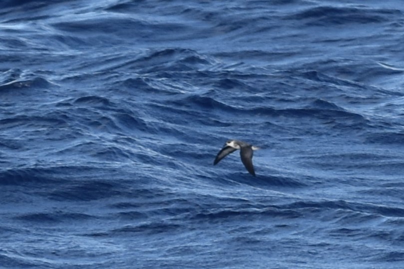 Black-winged Petrel - ML611968487