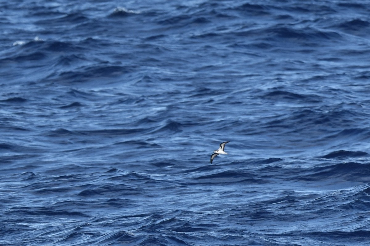 Black-winged Petrel - ML611968488