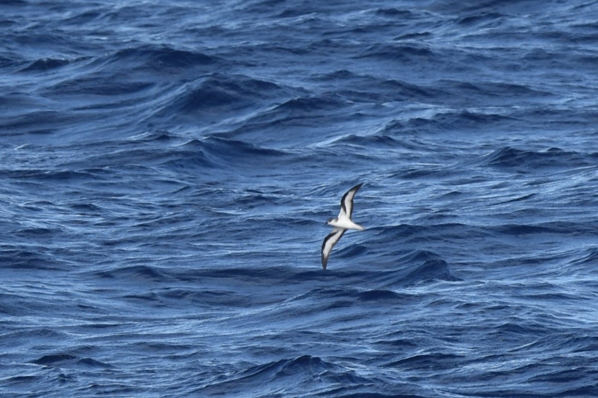 Black-winged Petrel - ML611968489