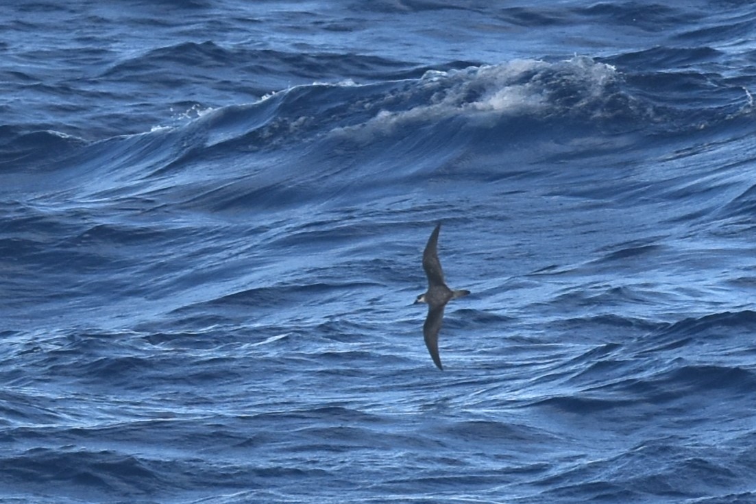 Black-winged Petrel - ML611968490